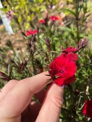 Dianthus