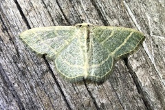 Chlorochlamys appellaria