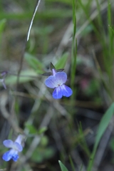 Collinsia grandiflora