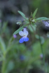 Collinsia grandiflora