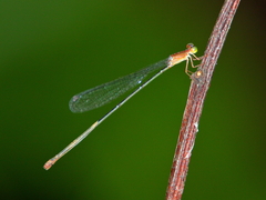 Teinobasis rufithorax