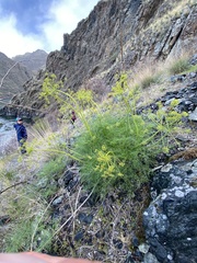 Lomatium filicinum