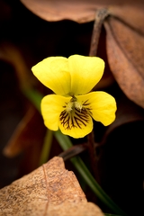 Viola rotundifolia