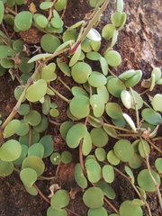 Peperomia cyclophylla