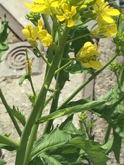 Brassica rapa oleifera