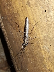 Mantoida