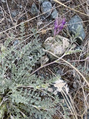 Astragalus inflexus