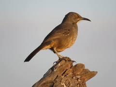 Toxostoma curvirostre