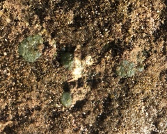 Dictyosphaeria versluysii
