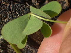 Oxalis pilosa