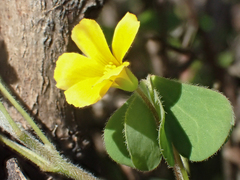 Oxalis pilosa