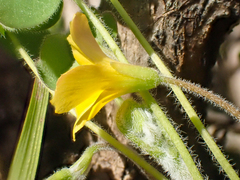Oxalis pilosa