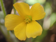 Oxalis pilosa