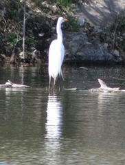 Ardea alba