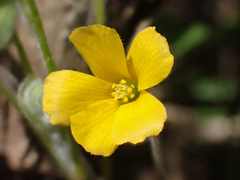 Oxalis pilosa