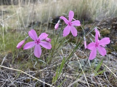 Phlox colubrina