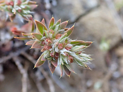 Cardionema ramosissimum