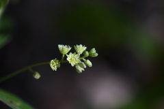 Ditaxis mercurialina