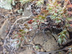 Cardionema ramosissimum