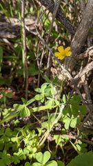 Oxalis pilosa