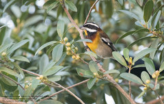 Spindalis zena benedicti