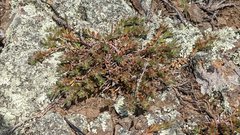 Cardionema ramosissimum