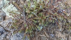 Cardionema ramosissimum