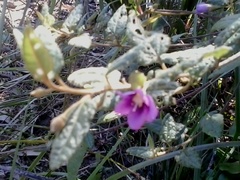 Howittia trilocularis