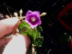 Howittia trilocularis