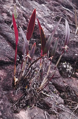 Octomeria connellii