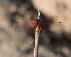 Trithemis arteriosa