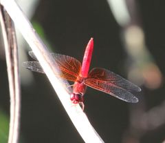 Brachythemis lacustris