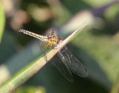 Trithemis arteriosa