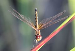 Trithemis arteriosa