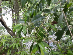 Photinia lasiopetala