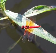 Brachythemis lacustris