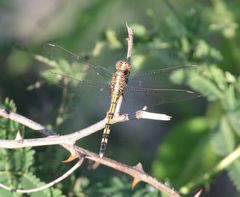 Orthetrum brachiale