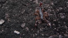 Broteochactas porosus