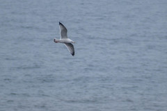 Larus argentatus smithsonianus