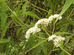Austroeupatorium inulifolium