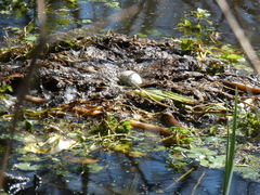Podilymbus podiceps