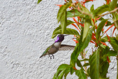 Calypte costae