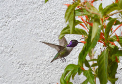 Calypte costae