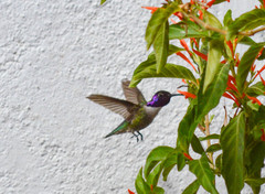 Calypte costae