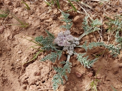 Vesper montanus