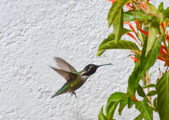 Calypte costae