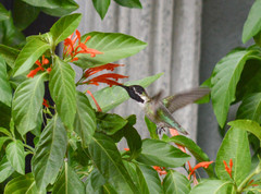 Calypte costae