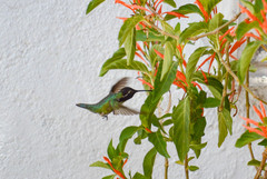 Calypte costae