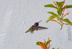 Calypte costae