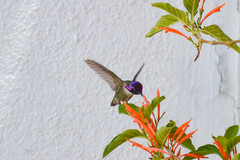 Calypte costae